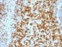 PD1 / PDCD1 / CD279(PDCD1/922), CF680 conjugate, 0.1mg/mL