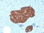 Synaptophysin (Neuroendocrine Marker)(SYP/3551), CF680 conjugate, 0.1mg/mL