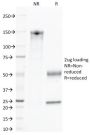 CD45 / LCA(135-4C5), CF680R conjugate, 0.1mg/mL