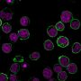CD45 / LCA(135-4C5), CF680R conjugate, 0.1mg/mL