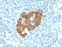Insulin(IRDN/794), CF680R conjugate, 0.1mg/mL