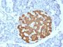 Insulin(IRDN/794), CF680R conjugate, 0.1mg/mL