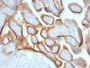 HCG-beta(HCGb/54+ HCGb/459), CF680R conjugate, 0.1mg/mL