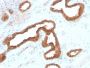 AMACR / p504S (Prostate Cancer Marker) (AMACR/2748R), CF680R conjugate, 0.1mg/mL