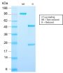 AMACR / p504S (Prostate Cancer Marker) (AMACR/2748R), CF680R conjugate, 0.1mg/mL