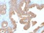 AMACR / p504S (Prostate Cancer Marker) (AMACR/2748R), CF680R conjugate, 0.1mg/mL