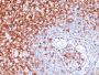 CD45RO(UCHL-1), CF488A conjugate, 0.1mg/mL