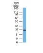 bcl-x(BX006), CF488A conjugate, 0.1mg/mL