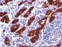 Thyroglobulin(2H11), CF488A conjugate, 0.1mg/mL