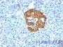 Insulin(2D11-H5), CF488A conjugate, 0.1mg/mL