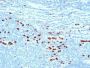 Calgranulin B / MRP-8/-14 / MAC 387 / S100A8/A9 / Macrophage Ag(MAC387), CF488A conjugate, 0.1mg/mL