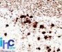 pgp9.5 (UCHL-1)(31A3), CF488A conjugate, 0.1mg/mL