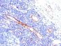 CD31 / PECAM-1(C31.3), CF488A conjugate, 0.1mg/mL