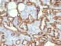 CD31 / PECAM-1(C31.3), CF488A conjugate, 0.1mg/mL