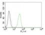 CD31 / PECAM-1(C31.3), CF488A conjugate, 0.1mg/mL