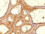 Thyroglobulin(6E1.), CF488A conjugate, 0.1mg/mL