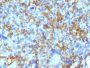 HLA-DRB(LN-3), CF488A conjugate, 0.1mg/mL