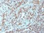 HLA-DRB(LN-3), CF488A conjugate, 0.1mg/mL