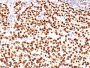 PLGF(PLGF93), CF488A conjugate, 0.1mg/mL