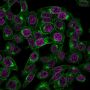 Beta-2 Microglobulin (B2M)(BBM.1), CF488A conjugate, 0.1mg/mL