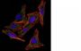 S100B(4C4.9), CF488A conjugate, 0.1mg/mL