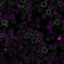 CD19(CVID3/155), CF488A conjugate, 0.1mg/mL