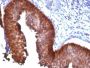 Cytokeratin 17(E3), CF488A conjugate, 0.1mg/mL