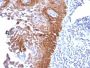 Cytokeratin 17(E3), CF488A conjugate, 0.1mg/mL