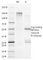 CD20(B9E9), CF488A conjugate, 0.1mg/mL