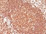 CD45 / LCA(136-4B5), CF488A conjugate, 0.1mg/mL