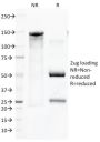 CD45 / LCA(136-4B5), CF488A conjugate, 0.1mg/mL