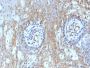 CD59 (heavy chain of Protectin)(BRA-10G), CF488A conjugate, 0.1mg/mL
