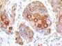 CD86(BU63), CF488A conjugate, 0.1mg/mL