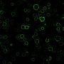 MHC II (HLA-DQ)(SPV-L3), CF488A conjugate, 0.1mg/mL
