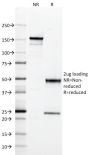 MHC II (HLA-DQ)(SPV-L3), CF488A conjugate, 0.1mg/mL