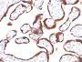HCG-beta(hCGb/459), CF488A conjugate, 0.1mg/mL