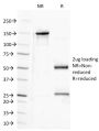CD100 (Semaphorin-4D)(A8),  CF488A conjugate, 0.1mg/mL