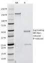 Interferon gamma (IFNG)(G-23),  CF488A conjugate, 0.1mg/mL