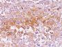 Pmel17 / gp100 / SILV(NKI-beteb), CF488A conjugate, 0.1mg/mL