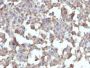 CD284 / TLR4(TLR4/230), CF488A conjugate, 0.1mg/mL