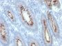 CD66 (CEA)(C66/261), CF488A conjugate, 0.1mg/mL