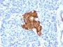 Insulin(E2-E3), CF488A conjugate, 0.1mg/mL