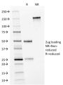 HER-2 / CD340(HRB2/282), CF488A conjugate, 0.1mg/mL