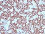 NKX2.2(NX2/294), CF488A conjugate, 0.1mg/mL