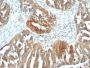 CD106 / VCAM1(B-K9), CF488A conjugate, 0.1mg/mL