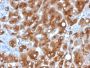Serum Amyloid A(SAA/326),  CF488A conjugate, 0.1mg/mL