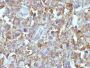 Small Cell Lung Cancer (SCLC)(MOC-52), CF488A conjugate, 0.1mg/mL