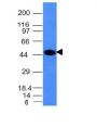 Cytokeratin 8(H1), CF488A conjugate, 0.1mg/mL