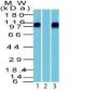 Beta Catenin (p120)(Rabbit PAb), CF488A conjugate, 0.1mg/mL