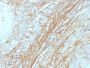 Tenascin(T2H5), CF488A conjugate, 0.1mg/mL
